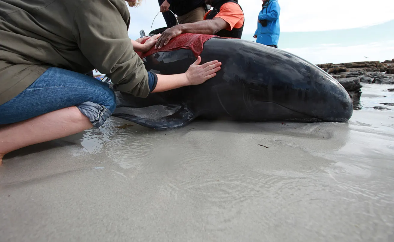pilot whale