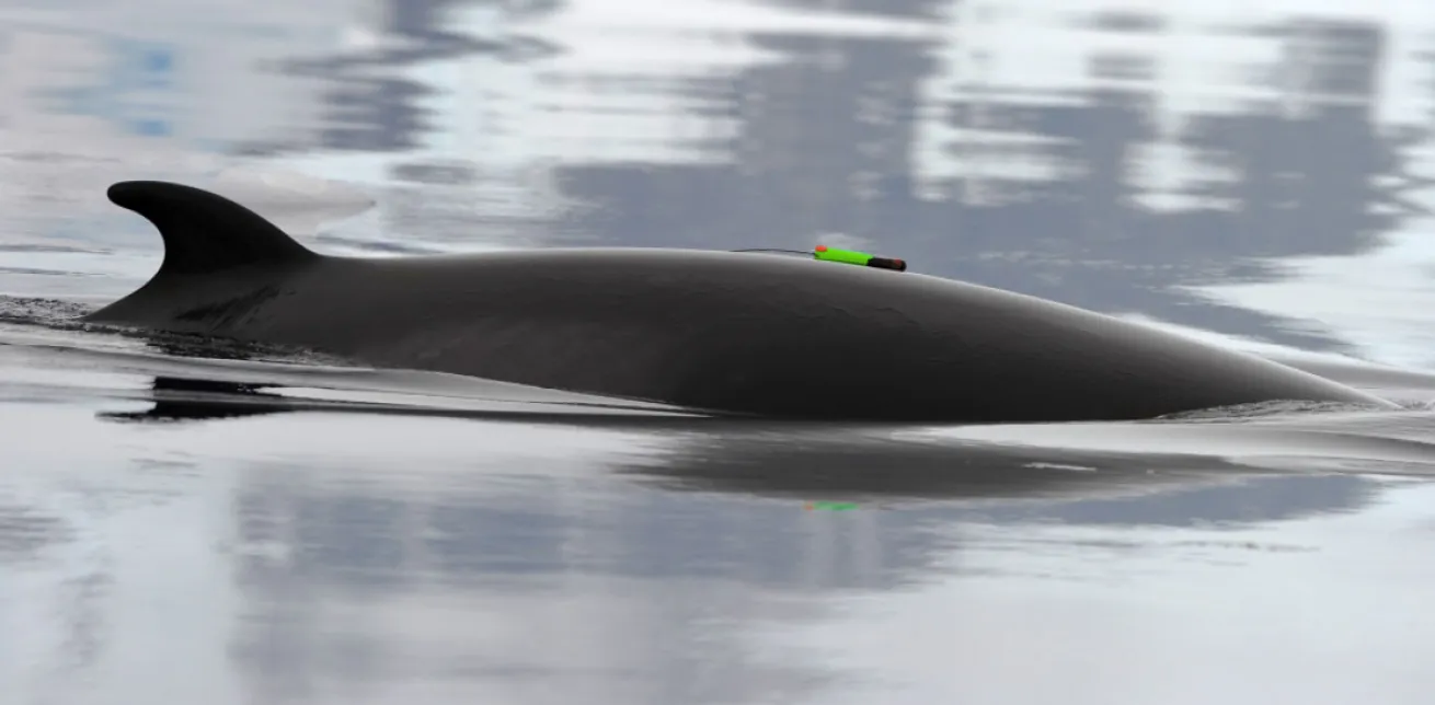tagged minke whale