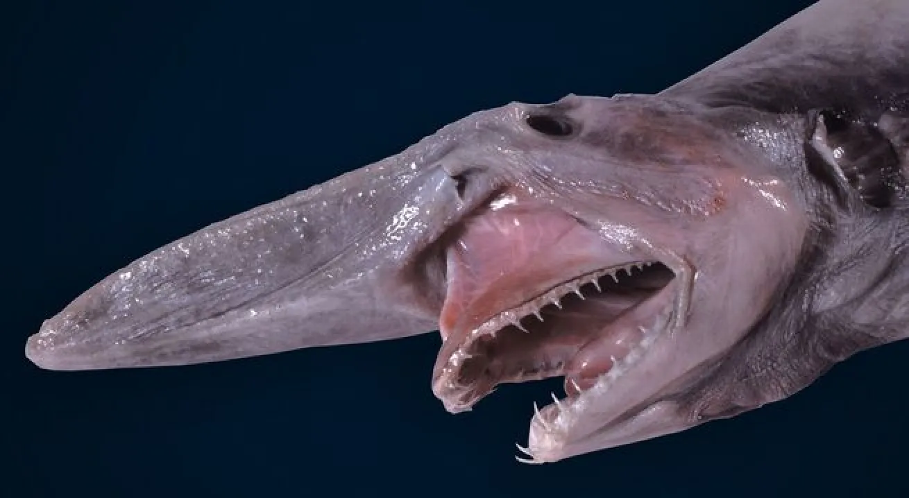 Goblin Shark