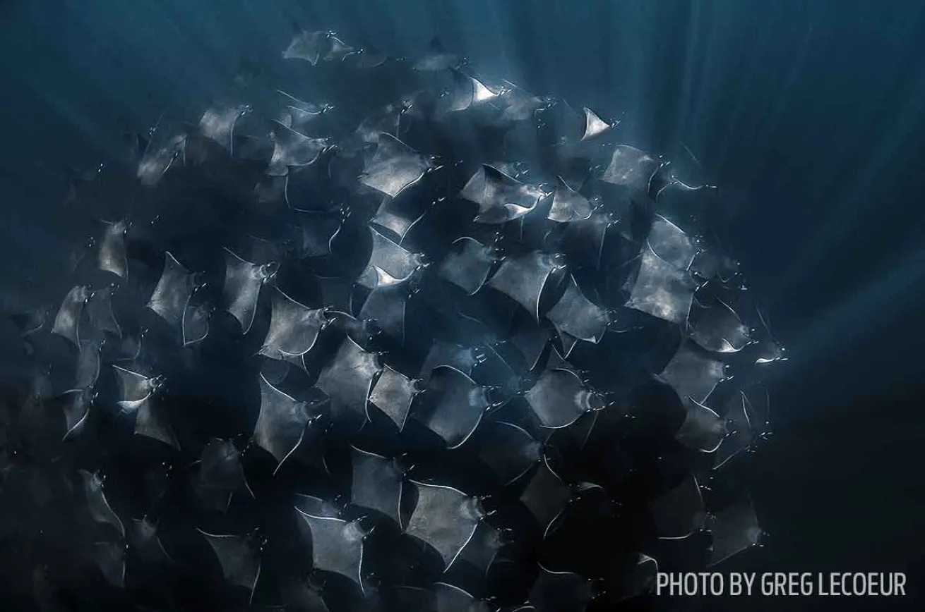 mobula rays swarm mexico pacific