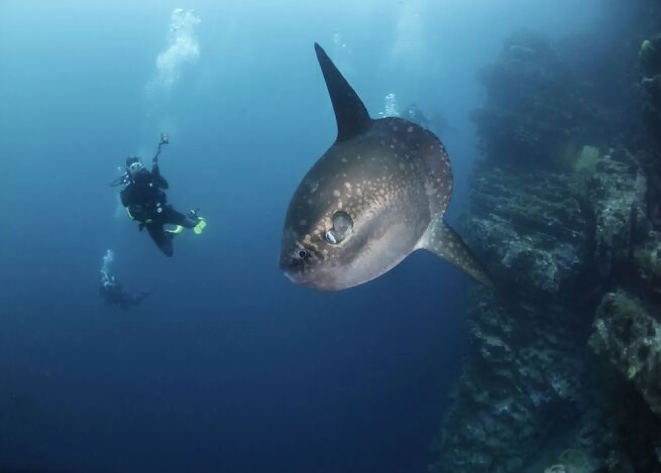 A Mola mola swims over the reef in the Galapagos Islands.