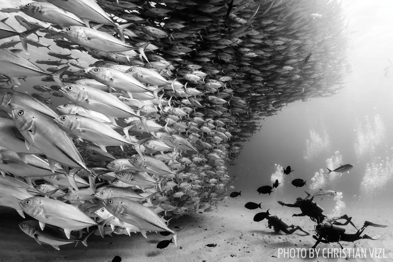 Black and white schooling fish underwater photo