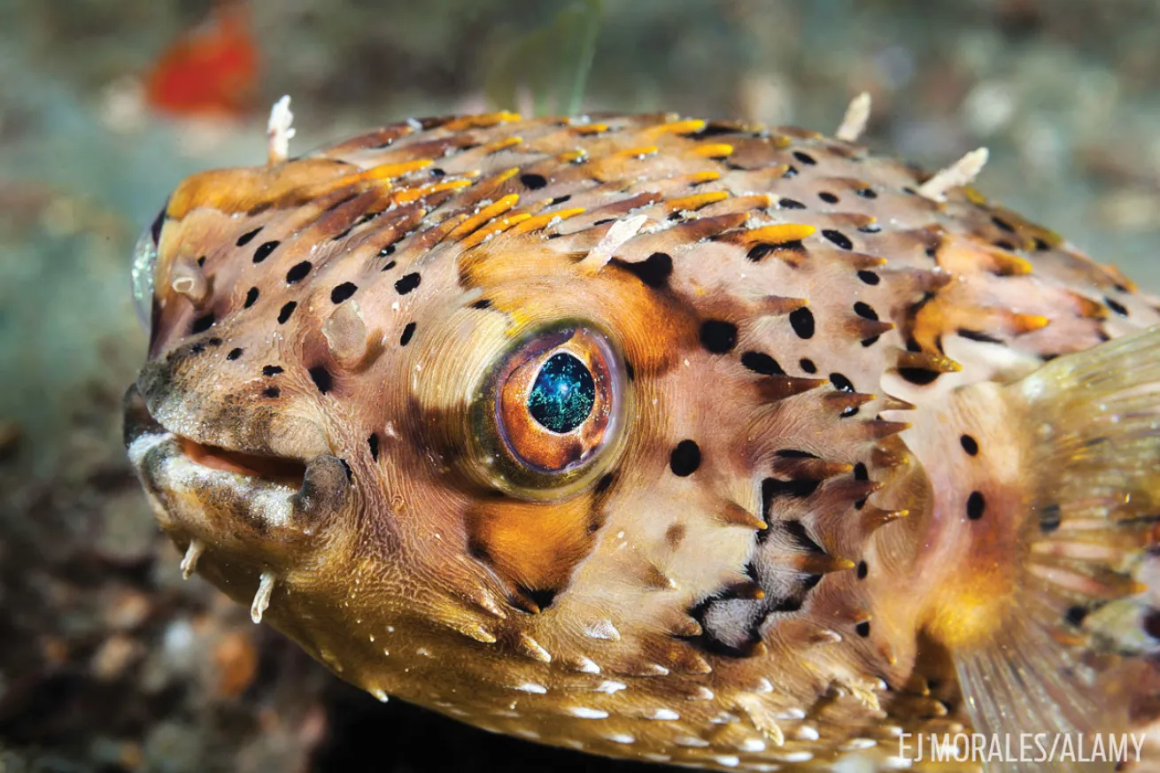 Balloonfish
