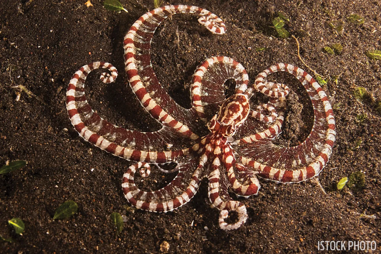 Mimic Octopus