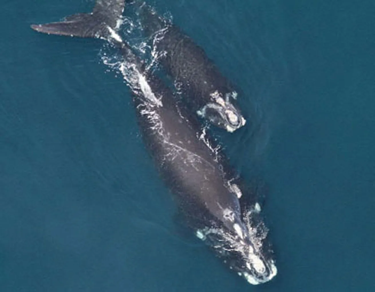 North American right whale mother and calf