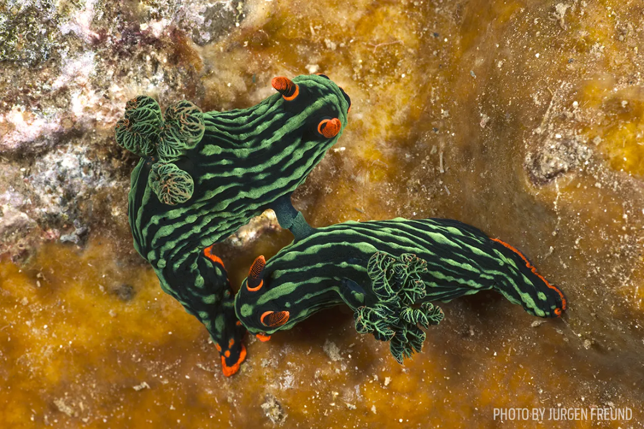 nudibranch meeting