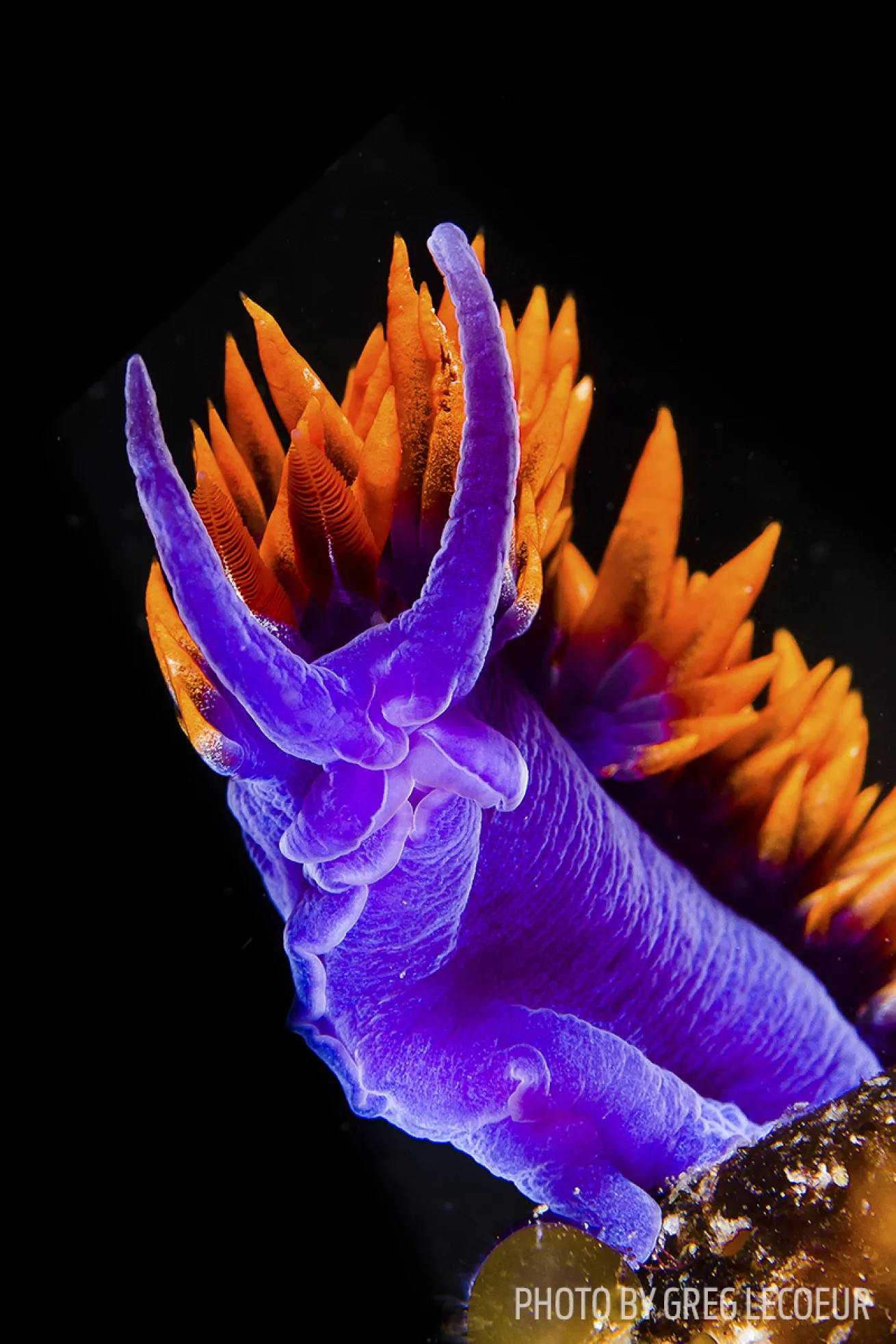 nudibranch teeth anatomy