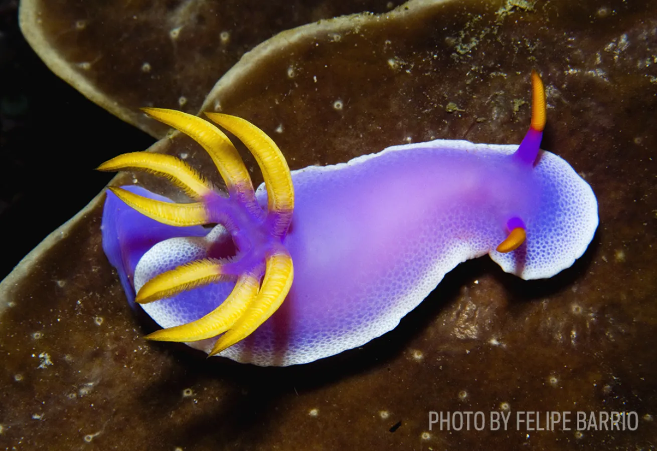 nudibranch rhinophores