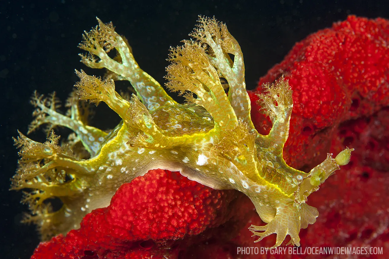 nudibranch marionias