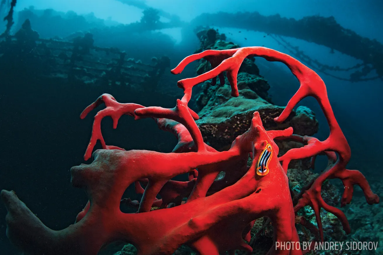 nudibranch umbria shipwreck