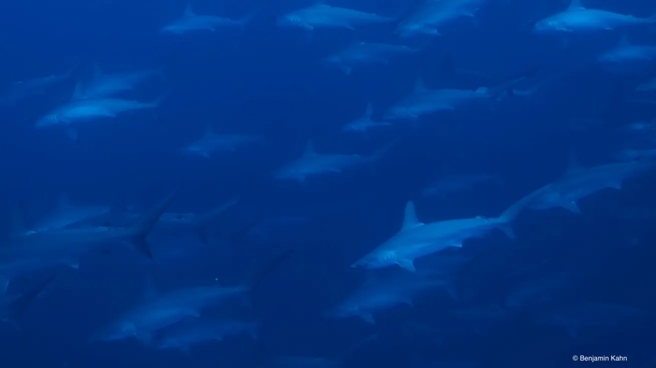 hammerheads Banda Sea
