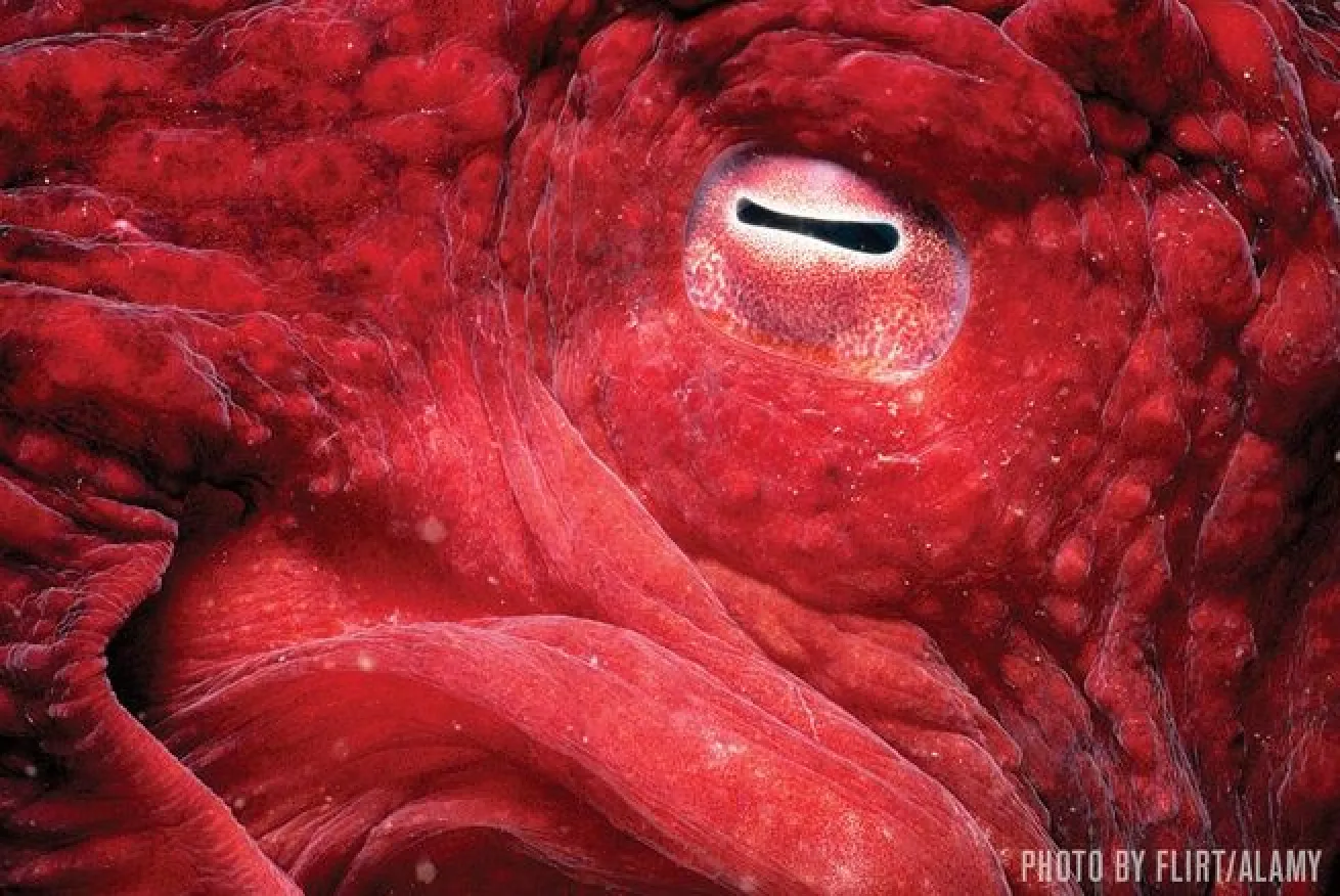 The eye of an octopus