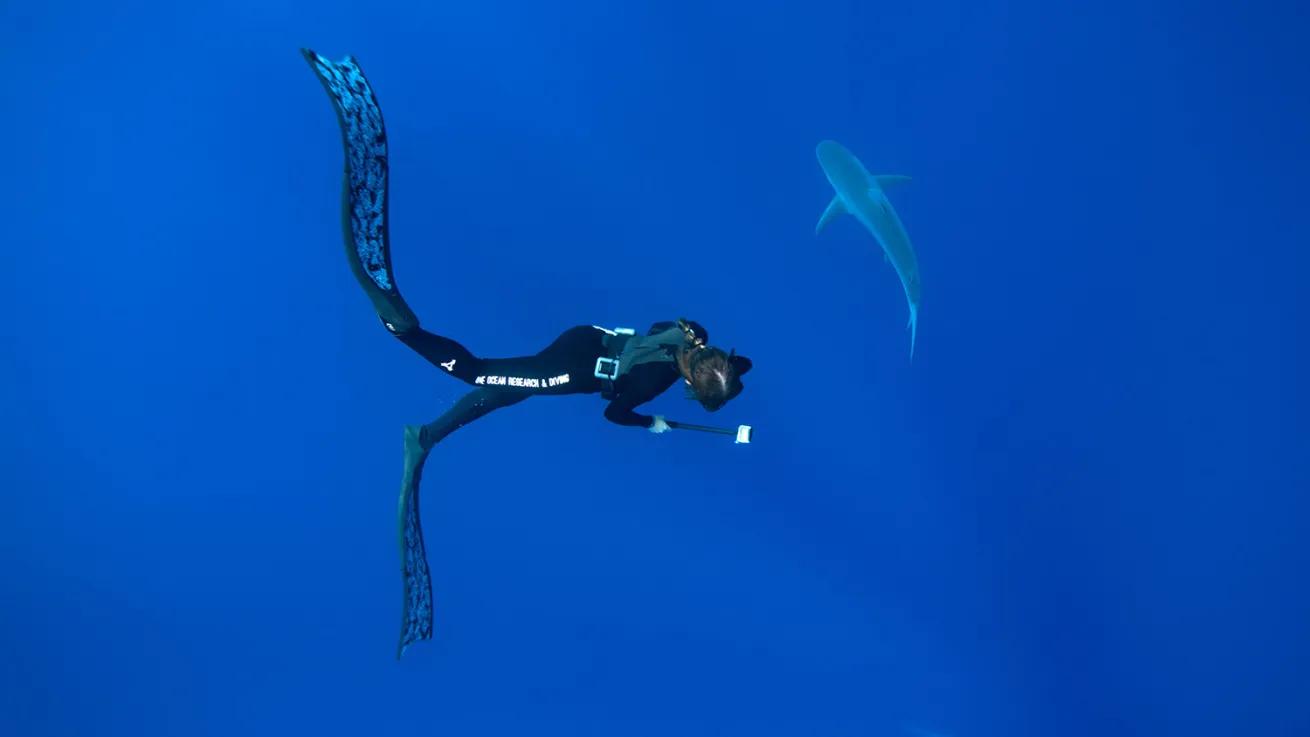 one ocean diving