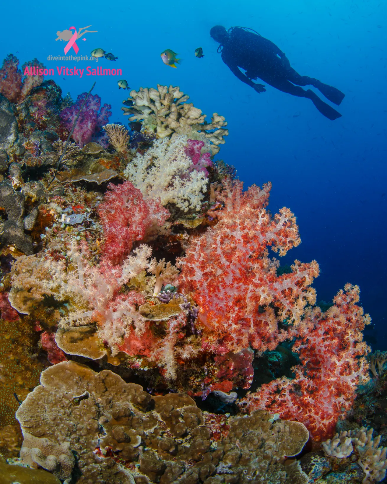 Palau coral reef