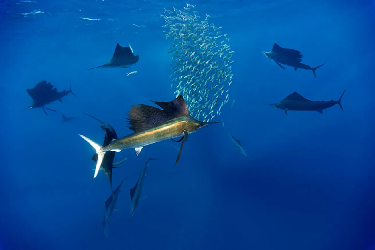 sailfish hunting baitball