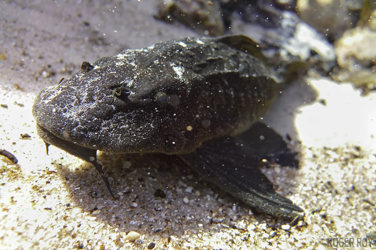 Freshwater fish scuba diving Florida SeaLife Cameras