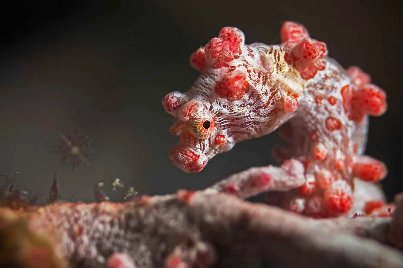 pygmy seahorse facts