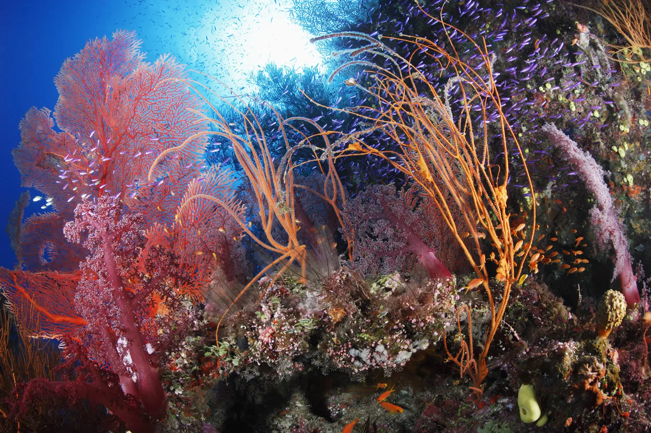 An explosion of color greets underwater explorers at prime Fiji dive sites

