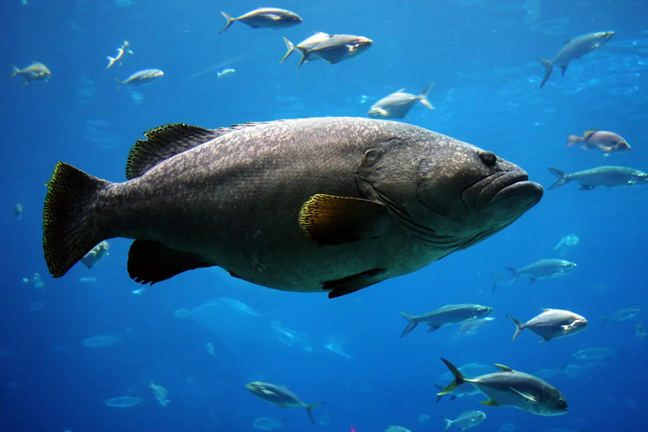 Queensland grouper in an aquarium