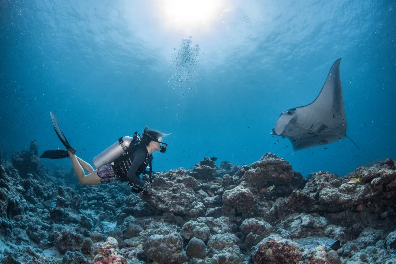 manta and diver in Maldives