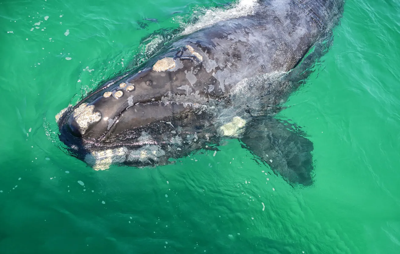 right whale