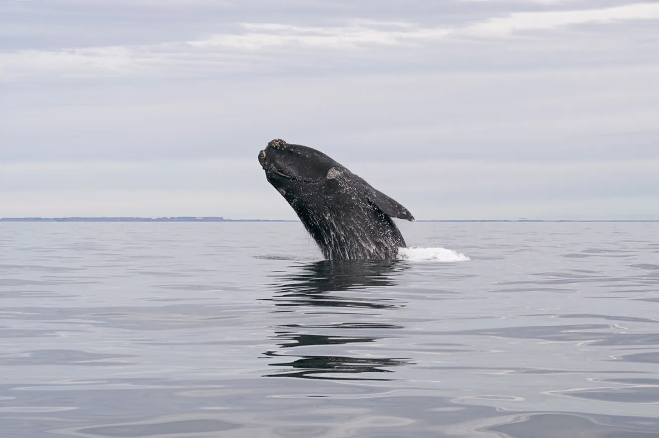 right whale breaching