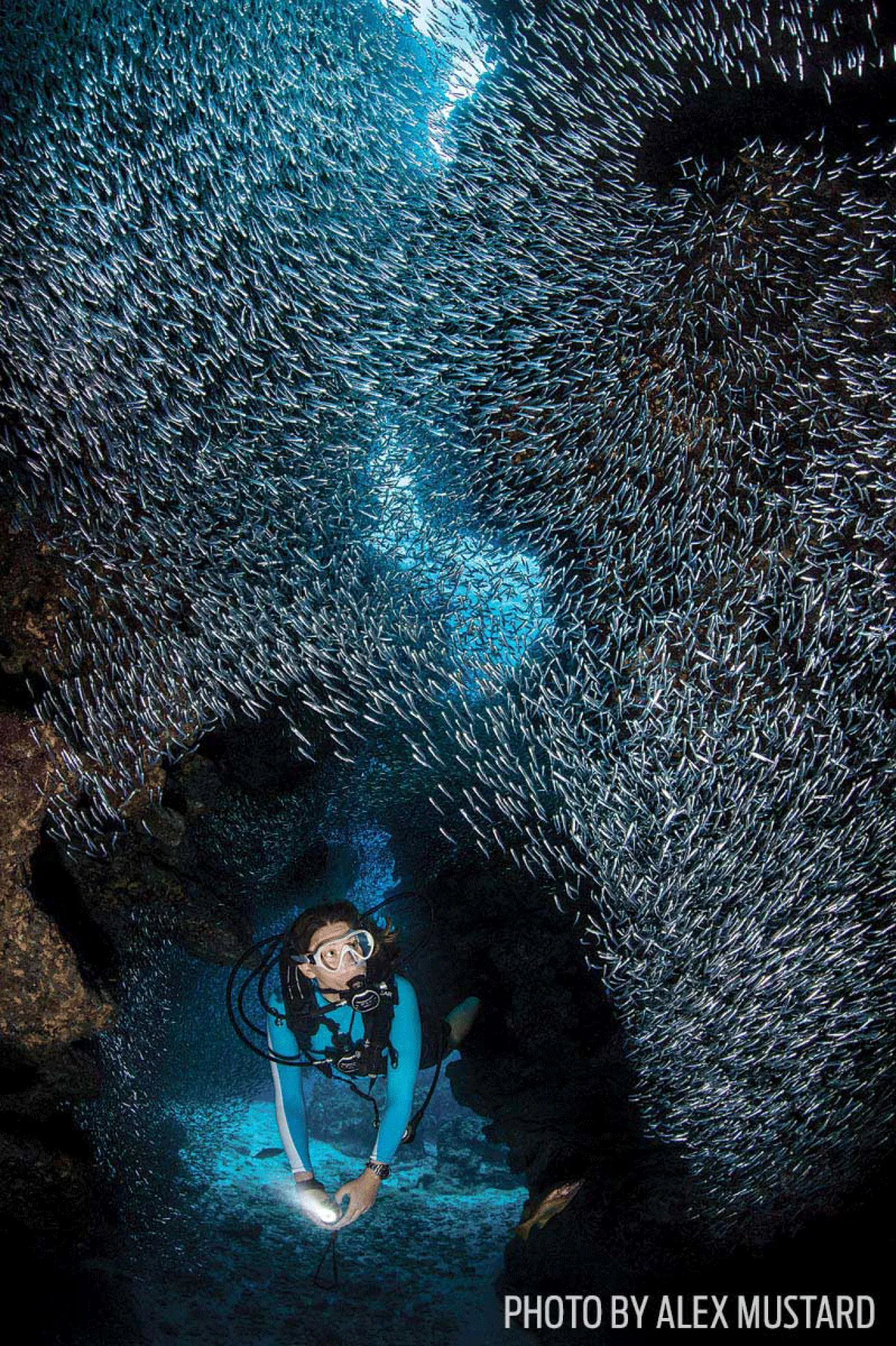 Schooling fish and scuba diver underwater photo
