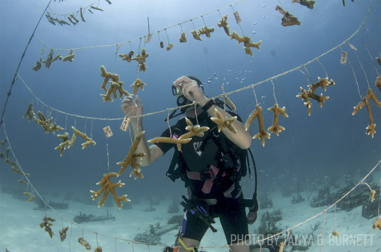 coral restoration foundation florida