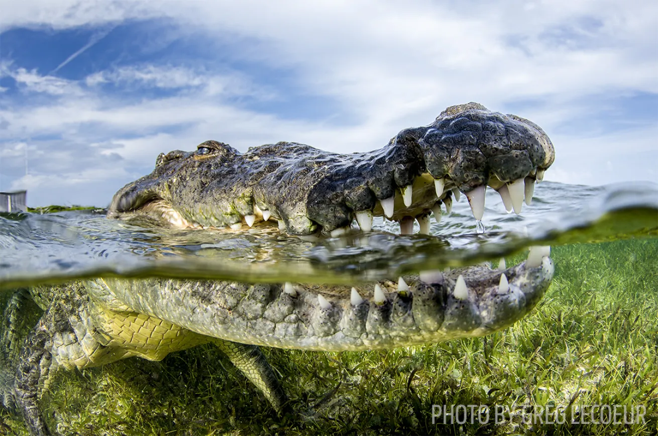 crocodile scuba diving