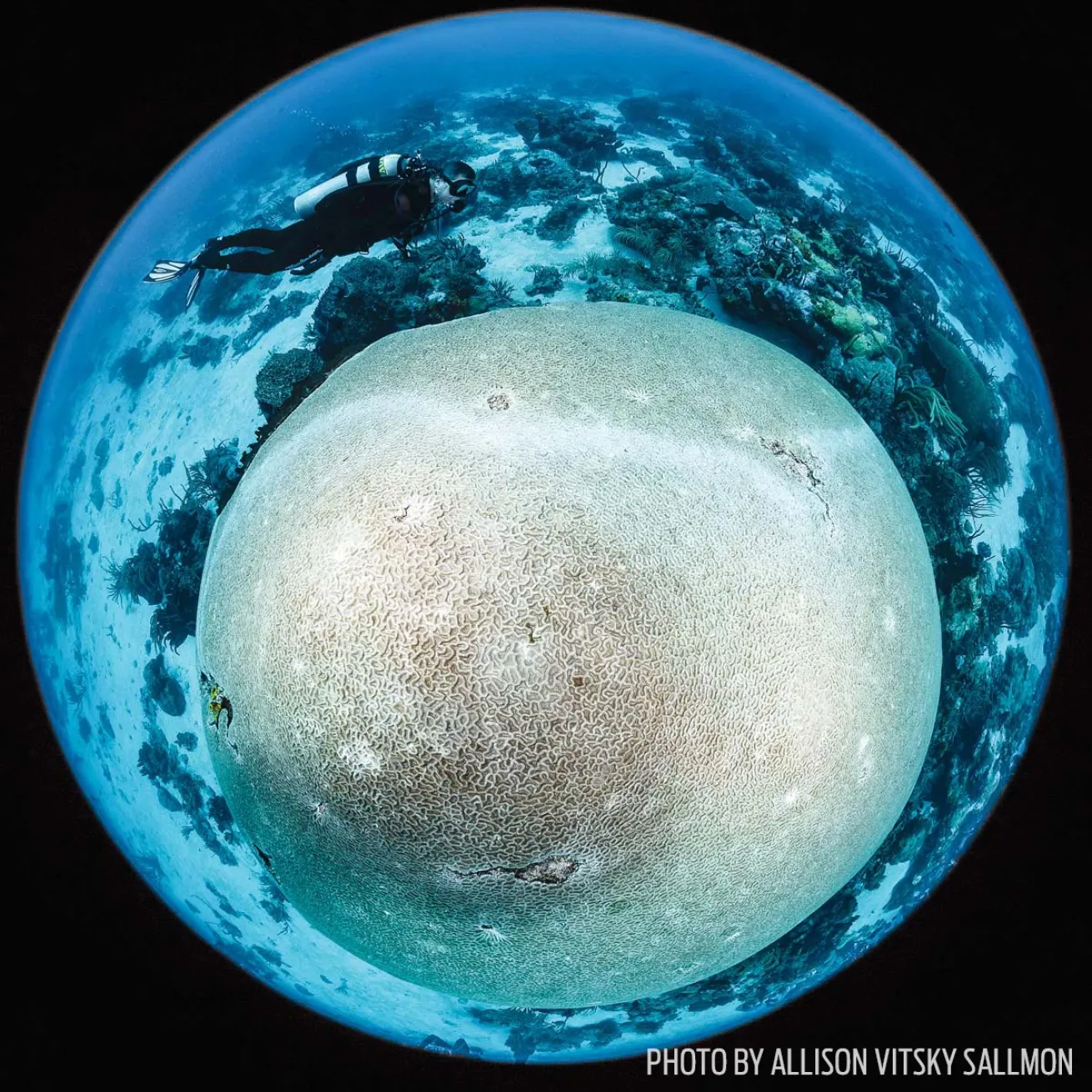 fisheye photography underwater trends