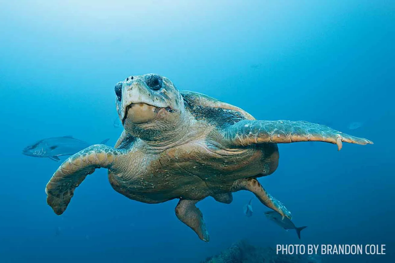 scuba diving north carolina