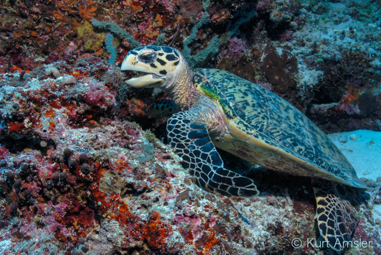 sea turtle conservancy 