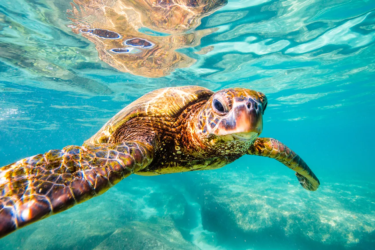 Sea turtle near camera