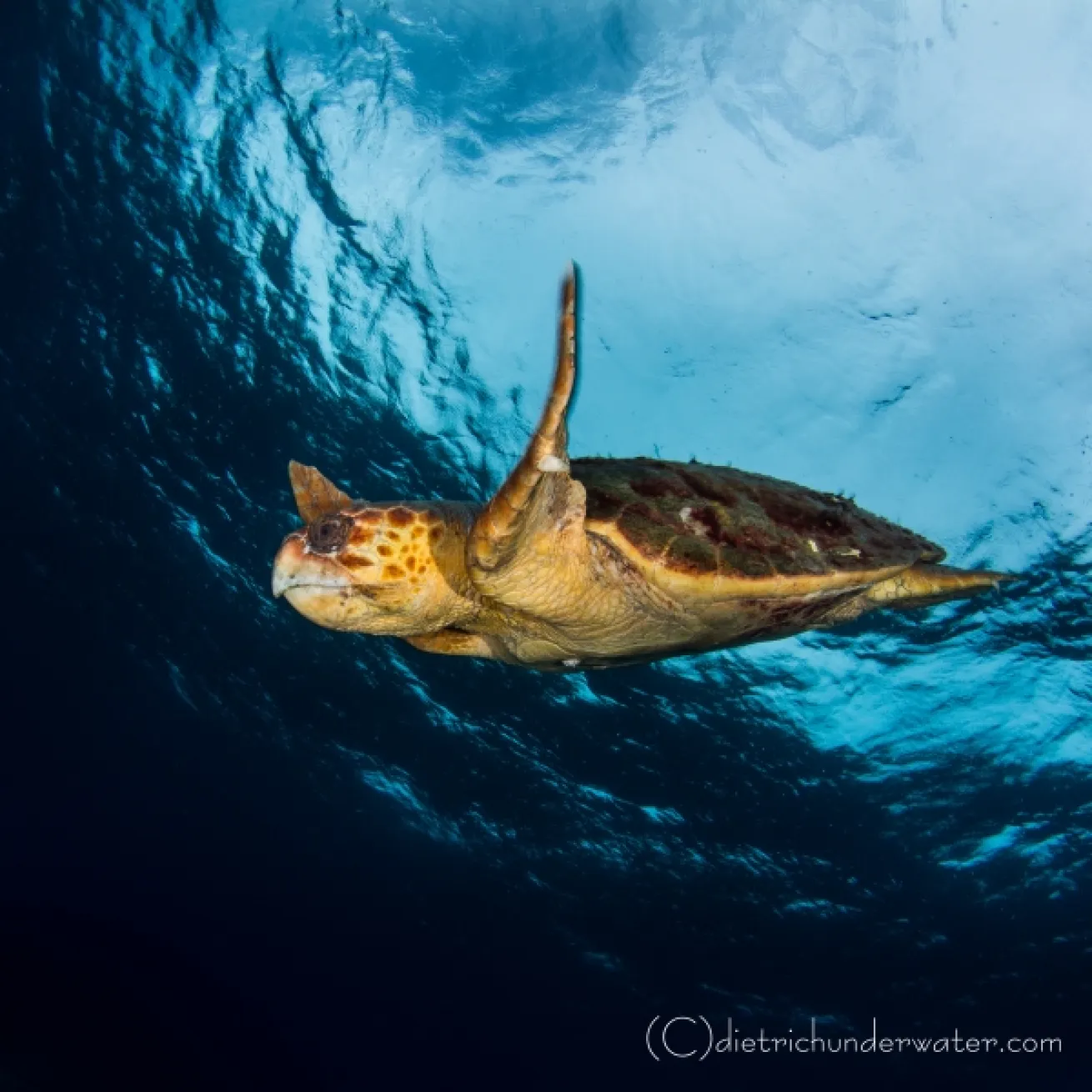 loggerhead sea turtle