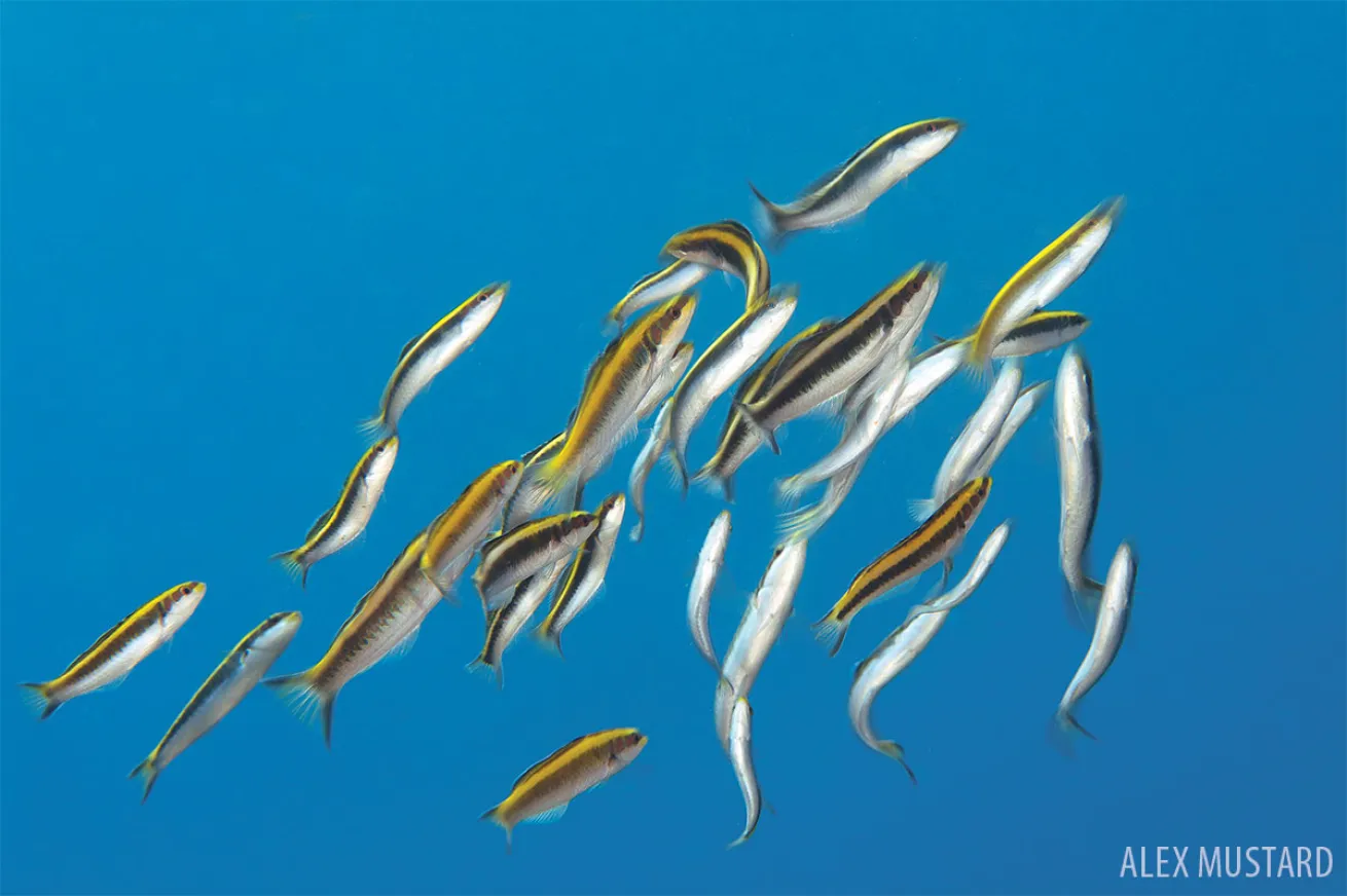 Bluehead Wrasse Underwater Mating
