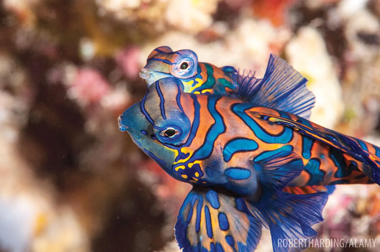 Mandarinfish Underwater Mating