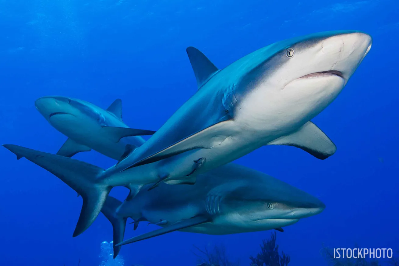 shark fin trade ban united states
