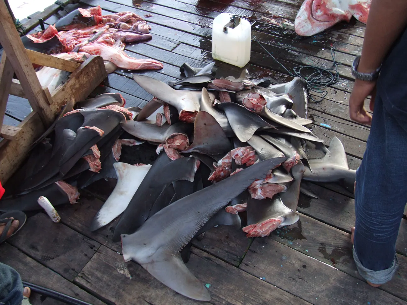 shark fins on dock