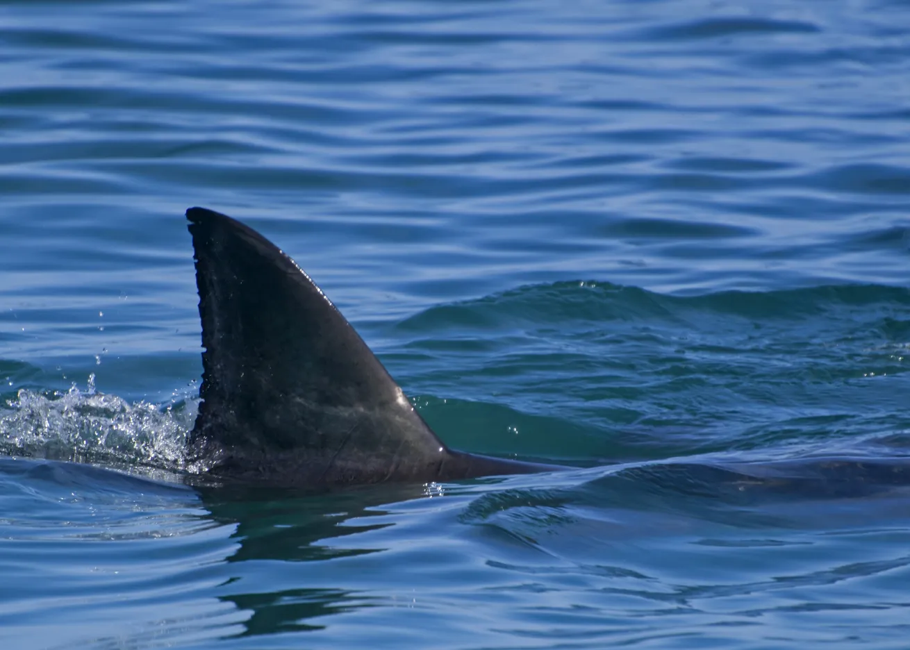 shark bites decline 