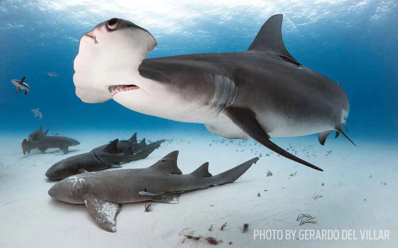 shark conservation