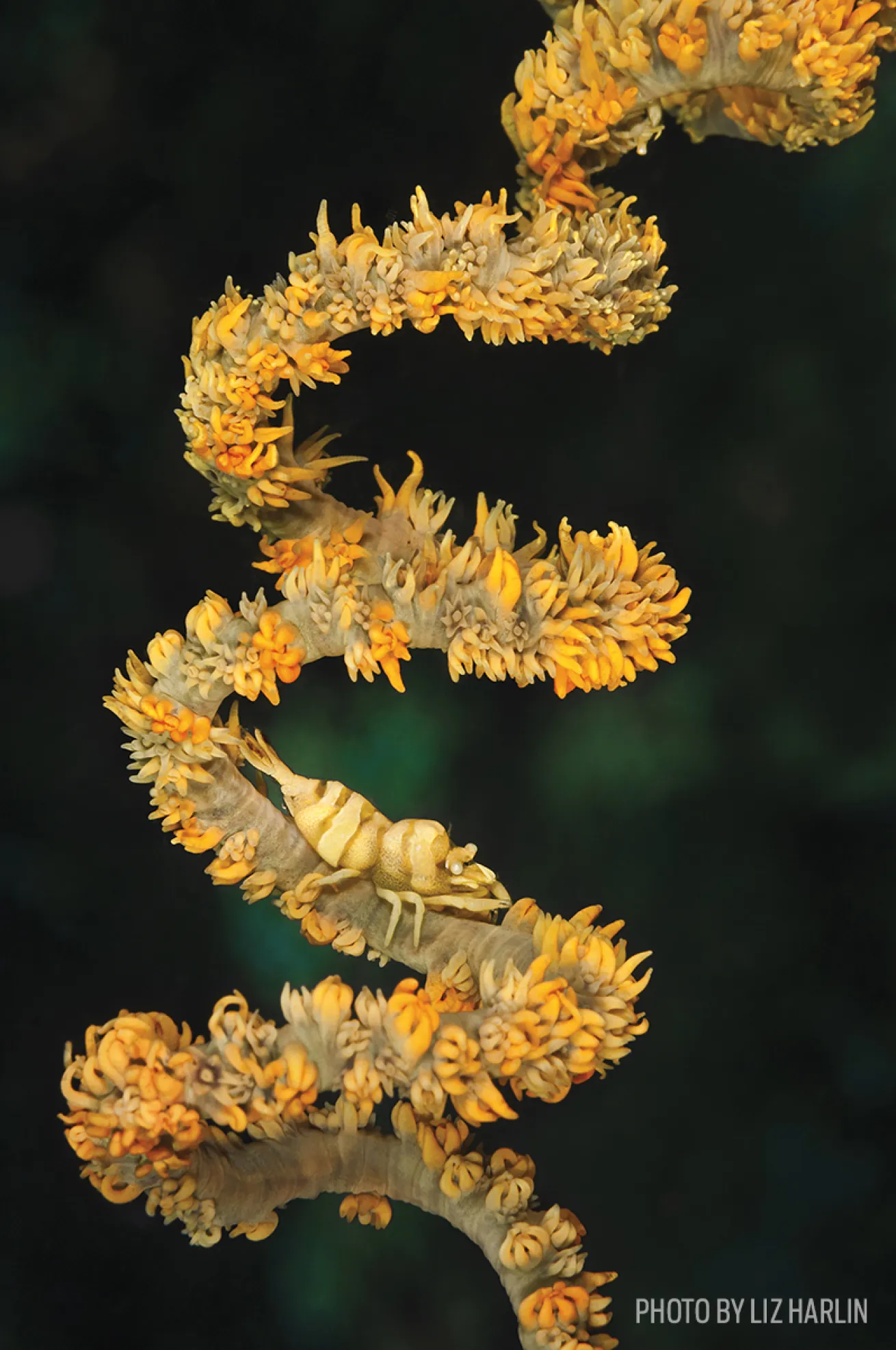 wire coral shrimp photo