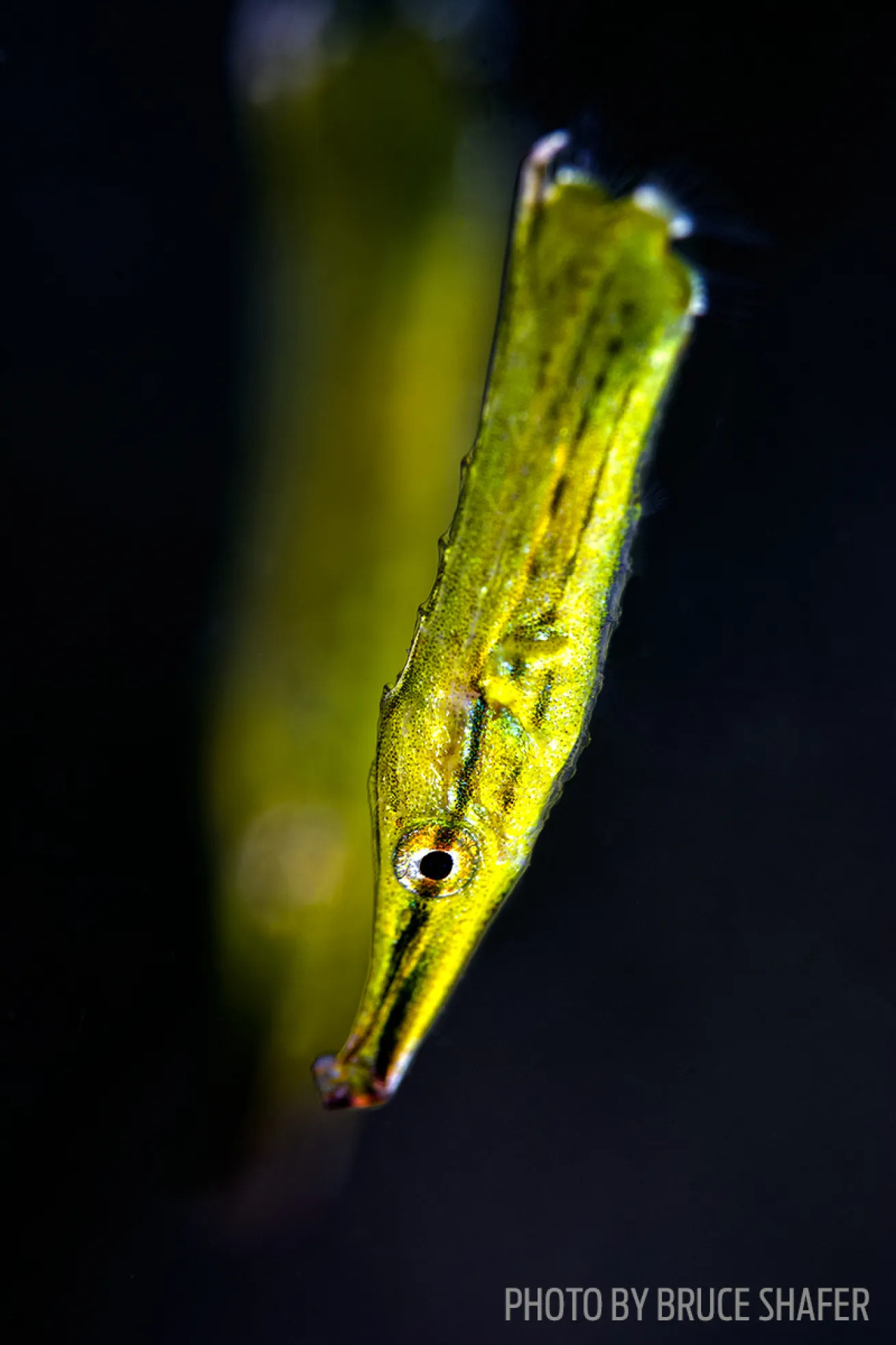 shrimpfish photo