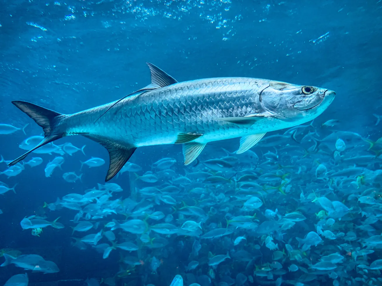Seven-foot-long tarpon provide a thrill at Islamorada’s Hens and Chickens Reef.

