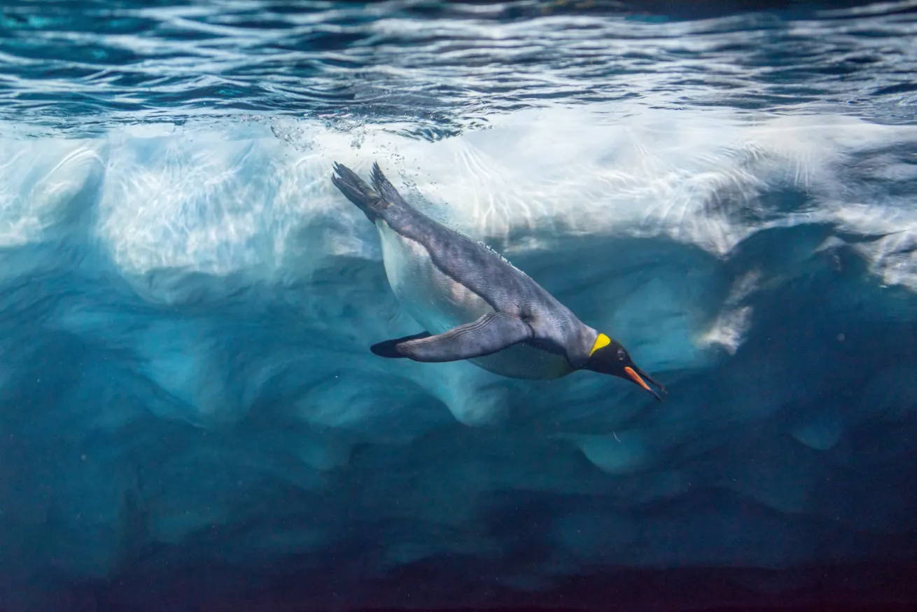 Penguin diving under ice