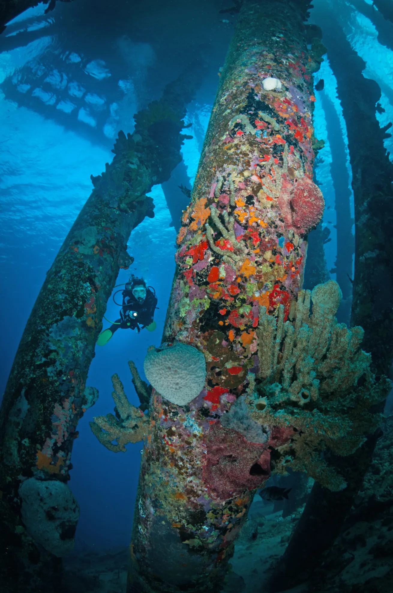 A diver comes in for a closer inspection of the vibrant coral growth on a piling at Bonaire’s Salt Pier dive site.