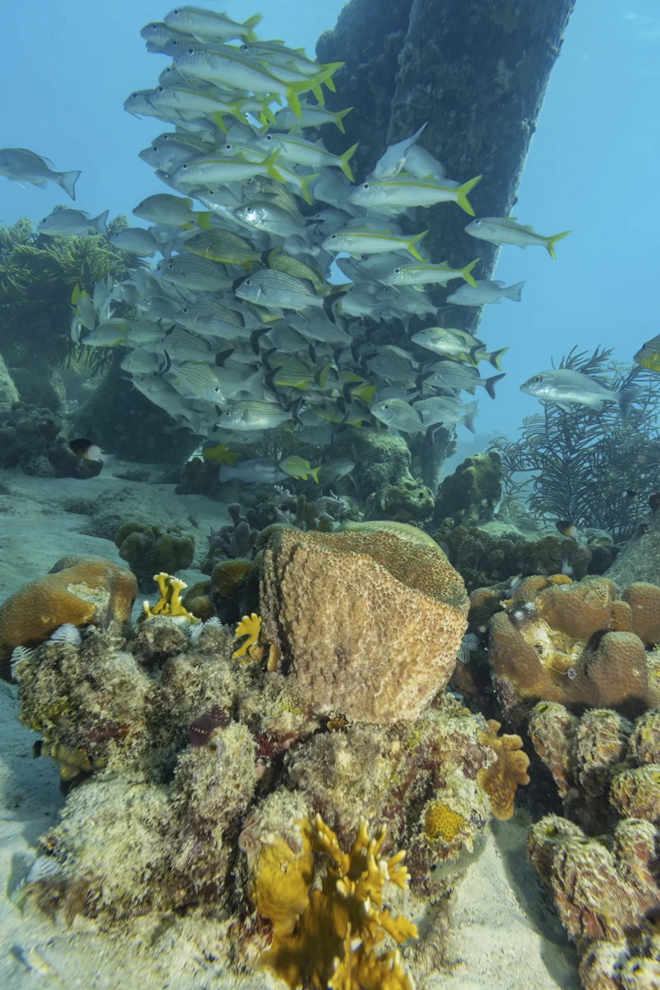A school of yellowtail snapper swims along the reef in Bonaire.
