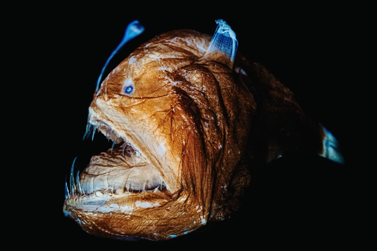 Female angler fish