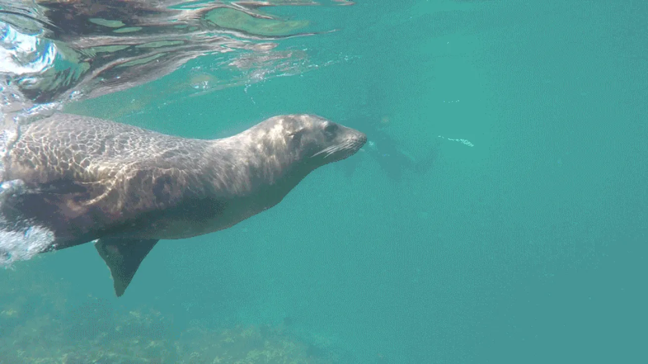 sea lion playing video
