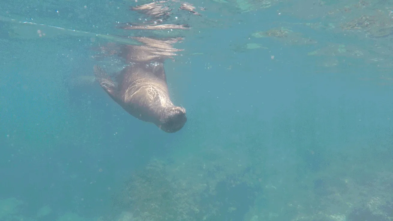sea lion playing video
