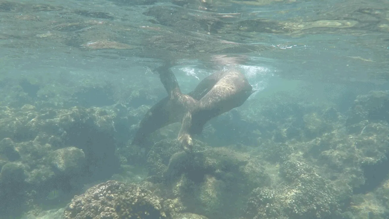 sea lion playing video